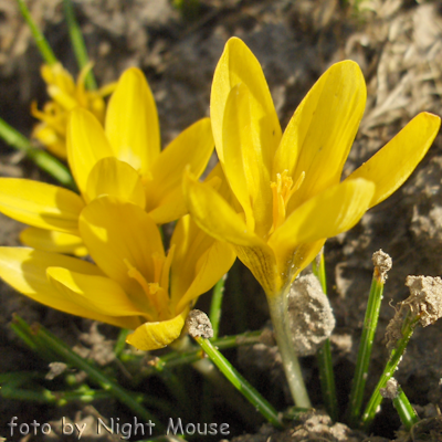 Crocus Cream Beauty