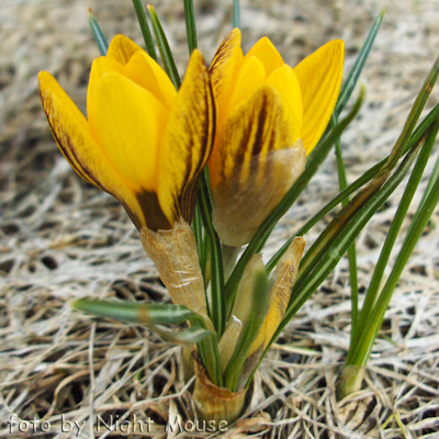 Crocus Fuscotinctus