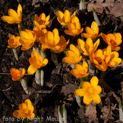 Crocus Golden Yellow