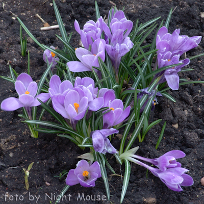 Crocus Grande Master