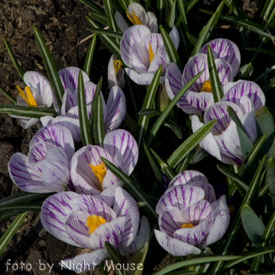 Crocus Pickwick