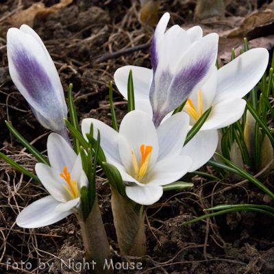 Crocus Prince Claus