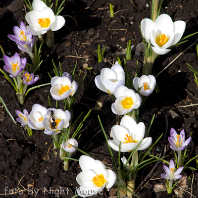 Crocus Snowbunting