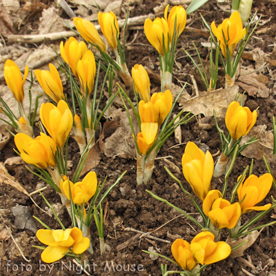 Crocus Yellow Mammouth