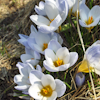 Crocus Blue Pearl