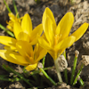 Crocus Cream Beauty