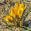 Crocus Fuscotinctus