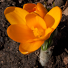 Crocus Golden Yellow