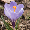 Crocus Grande Master