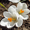 Crocus Janna d`Arc