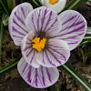 Crocus Pickwick