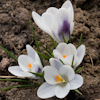 Crocus Prince Claus