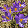 Crocus Whitewell Purple