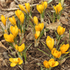 Crocus Yellow Mammouth