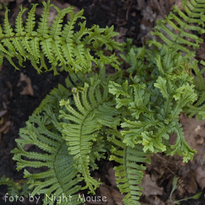 Dryopteris Cristata