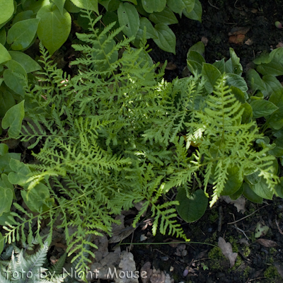 Dryopteris Linearis Polydaktyla