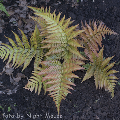 Dryopteris s.p.