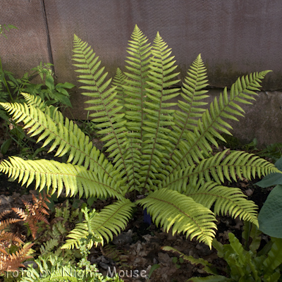 Dryopteris s.p.b.