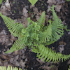 Dryopteris Cristata