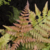 Dryopteris s.p.