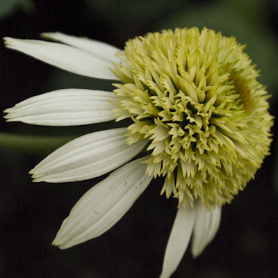 Echinacea Coconut Lime