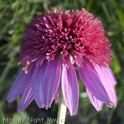 Echinacea Cotton Candy