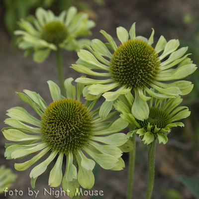 Echinacea Green Jewel