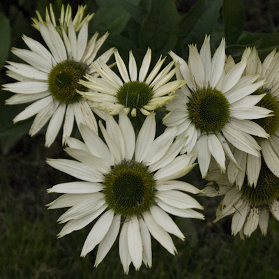 Echinacea Jade