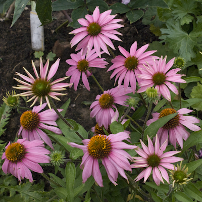 Echinacea Kim`s Knee High