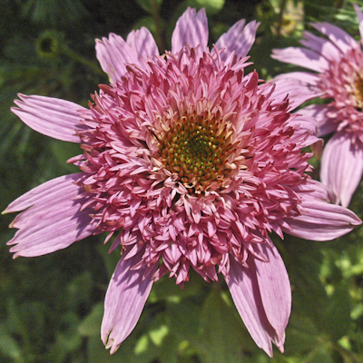 Echinacea Pink Double Delight