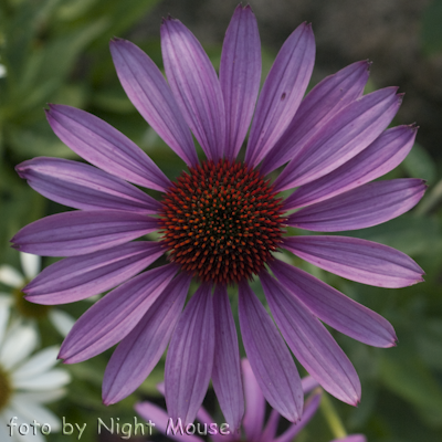 Echinacea Prairie Splendor