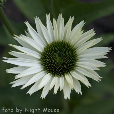 Echinacea Virgin