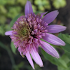 Echinacea Cotton Candy