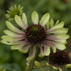 Echinacea Green Envy