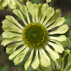 Echinacea Green Jewel