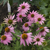 Echinacea Kim`s Knee High