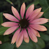 Echinacea Summer Sky