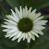 Echinacea Virgin