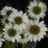 Echinacea white