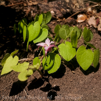 Epimedium Akagiza Kura