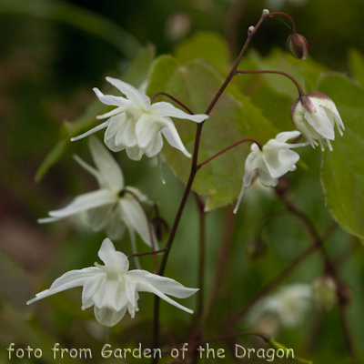 Epimedium Alba