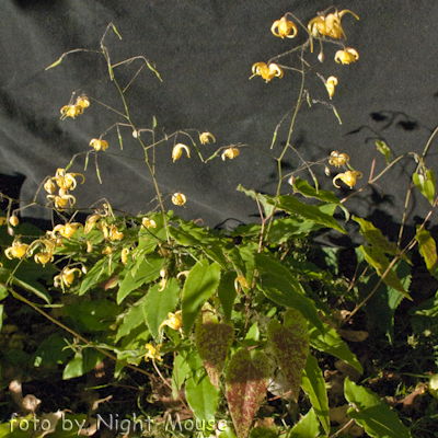 Epimedium Amber Queen