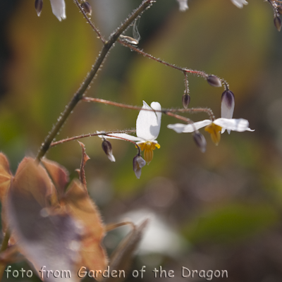 Epimedium Arctic Wings