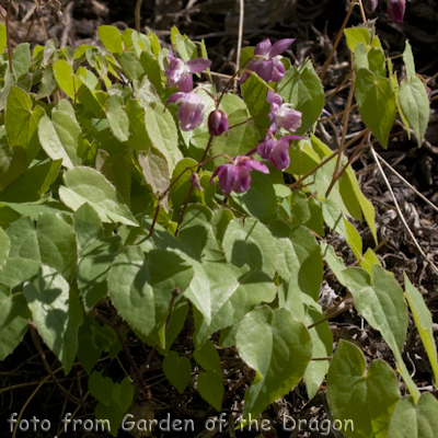 Epimedium Be Me Valentine