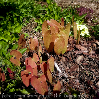 Epimedium Brimstone Butterfly