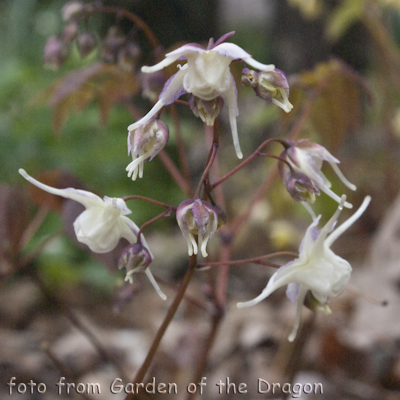 Epimedium BS