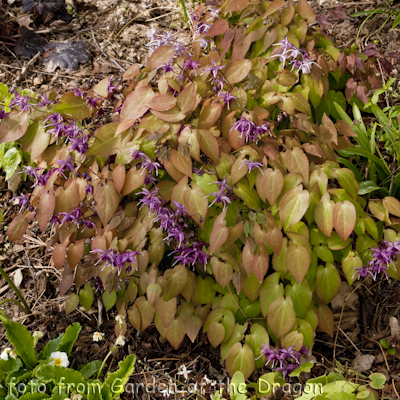 Epimedium Circe