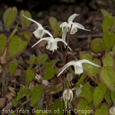 Epimedium Creeping Yellow