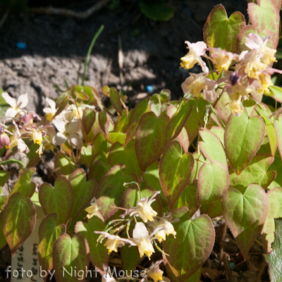 Epimedium Cupreum