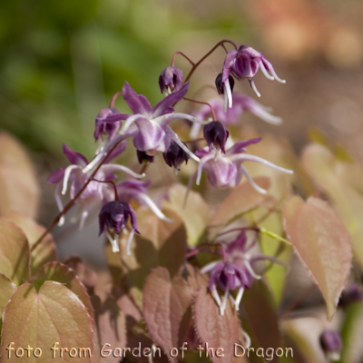 Epimedium Dark Beauty